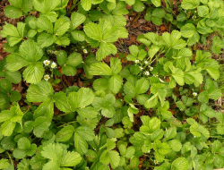 Konsortium suedtiroler baumschuler - Vivai piante e fiori - Ora - Auer (Bolzano)