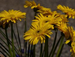 Fiori di luna di ventura marcello - Fiorai - Stroncone (Terni)