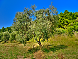 Fusi srl - Oli alimentari e frantoi oleari - Tavarnelle Val di Pesa (Firenze)