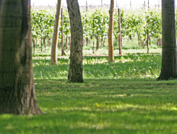 Società agricola f.lli codega michele e sergio - Agricoltura - attrezzi, prodotti e forniture - Colorina (Sondrio)