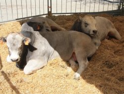 La francescana s.c.a. - Agricoltura - attrezzi, prodotti e forniture - Arsiè (Belluno)