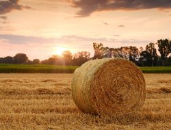 Societa cooperativa agricola probi contadini - Cooperative produzione, lavoro e servizi - Fara Olivana con Sola (Bergamo)