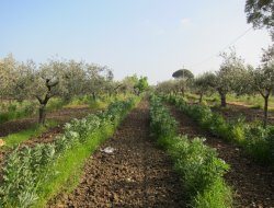 Azienda agricola brazzuolo di marangoni paolo e c. sas - Azienda agricola - Rovereto (Trento)