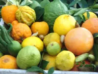 Coop. agricola fruttasana soc coop a r l frutta e verdura ingrosso