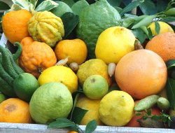 Coop. agricola fruttasana soc coop a r l - Frutta e verdura - ingrosso - Villabate (Palermo)