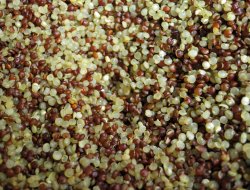 Semetruria srl societa' agricola - Cereali e granaglie - Tarquinia (Viterbo)