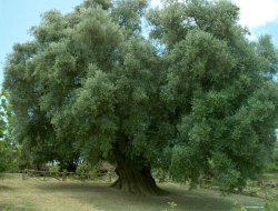 Consorzio sabina olivicoltori - Consorzi - Fara in Sabina (Rieti)