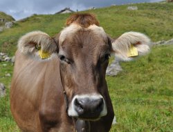 Alto aniene d'ottavi - societa' cooperativa sociale a responsabilita' limit - Azienda agricola - Trevi nel Lazio (Frosinone)