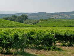 Barbi s.r.l. - Vini e spumanti - produzione e ingrosso - Roncadelle (Brescia)