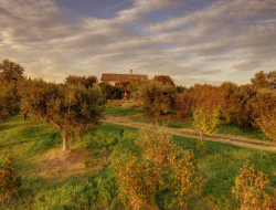 Azienda agraria fratelli capinera s.s. societa' agricola - Enoteche e vendita vini - Morrovalle (Macerata)