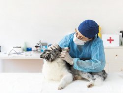 Clinica veterinaria airone di dott. di falco - dott.ssa ventura - Veterinaria - ambulatori e laboratori - San Salvo (Chieti)