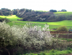 Colle alberto societa' agricola a responsabilita' limitata - Giardinaggio e agricoltura - macchine, attrezzi e prodotti - Montale (Pistoia)