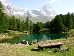 Les myosotis du matterhorn srl - Alberghi,Ristoranti - Valtournenche (Aosta)