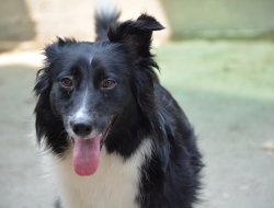 Carteri antonella - Veterinaria - ambulatori e laboratori - Peschiera del Garda (Verona)