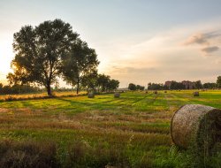 Icas international srl - Concimi e fertilizzanti - Baschi (Terni)