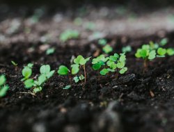 Biozeta - Concimi e fertilizzanti - San Martino Buon Albergo (Verona)