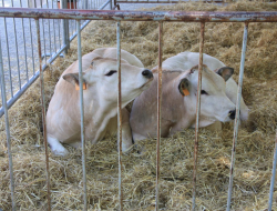 Ditta tassini snc di silvia christian, manuel e alan - Aziende agricole e zootecniche - Cadeo (Piacenza)