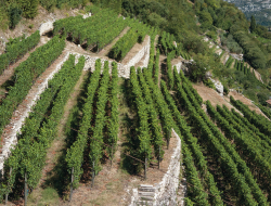 Grigolli bruno - Azienda agricola - Mori (Trento)