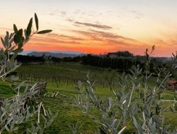 Frantoio f.lli caprai carlo &amp; ledo snc - Oli alimentari e frantoi oleari,Oli vegetali - Casciana Terme (Pisa)