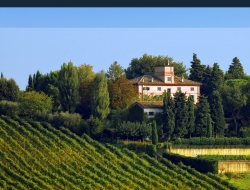 Marotti campi - Vini e spumanti - produzione e ingrosso - Morro d'Alba (Ancona)